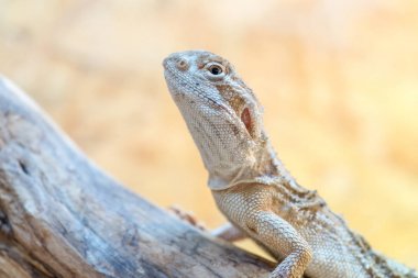 Pogona henrylawsoni sakallı Ejder ahşap dal