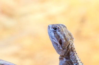 Pogona henrylawsoni sakallı Ejder ahşap dal