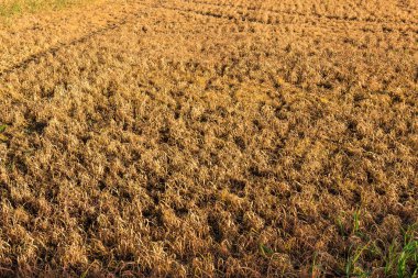 Yoğun tarım: çimen kırmızımsı kahverengi öldü nedeniyle herbisit