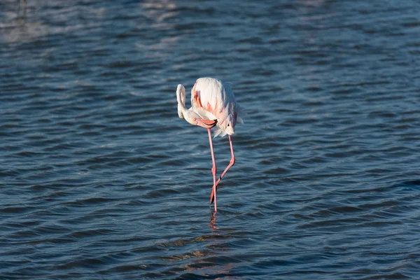 Pink flamingo in the wild. Camargue, France Royalty Free Stock Images