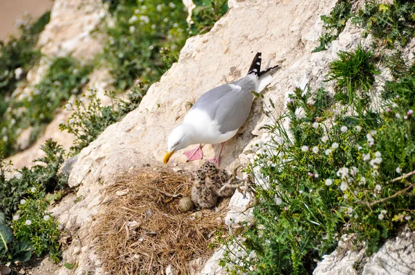 Seagull en haar nest — Stockfoto