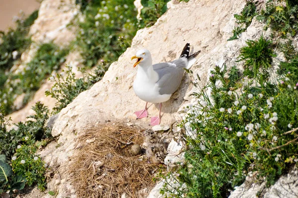 Mouette et son nid — Photo