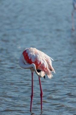 Pembe flamingo suda, Fransa 'da, Camargue' de