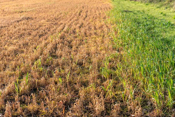 Kırmızımsı kahverengi öldü nedeniyle herbisit çimen