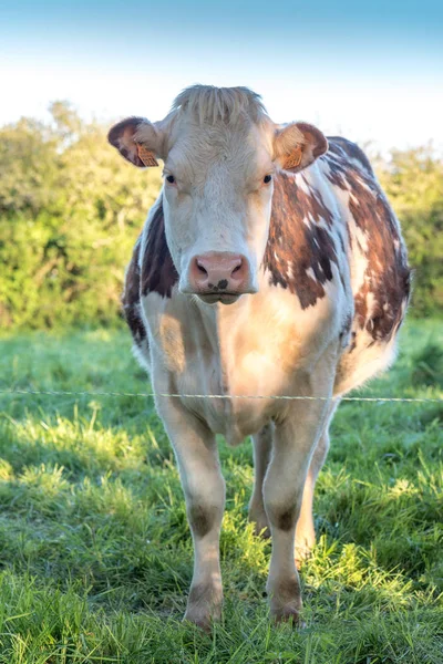 Vaca em um prado na Normandia, França — Fotografia de Stock