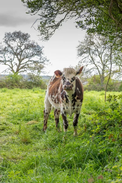 Krowa w łące w regionie Normandia, Francja — Zdjęcie stockowe