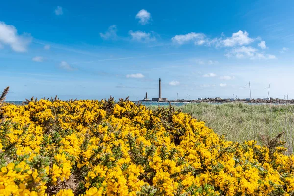 European gorse, with Gatteville lighthouse in the background, Fr — Stock Photo, Image