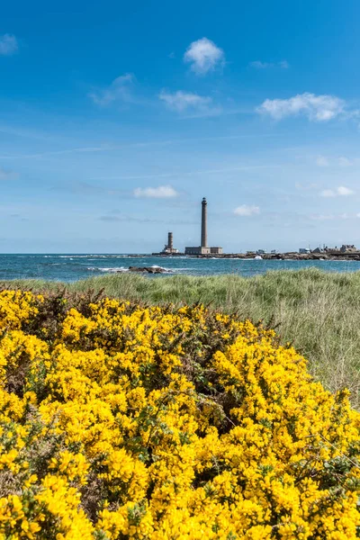 European gorse, with Gatteville lighthouse in the background, Fr — Stock Photo, Image