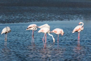 Pembe flamingolar içinde belgili tanımlık vahşi. Yeşil mangroves Kuşlar sürüsü tarafından yaşadığı doğal bir su birikintisi surround