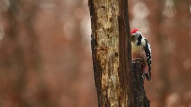 Ortanca Benekli Ağaçkakan (Dendrocopos medius) Fransa 'nın eski bir kütüğünü arıyor