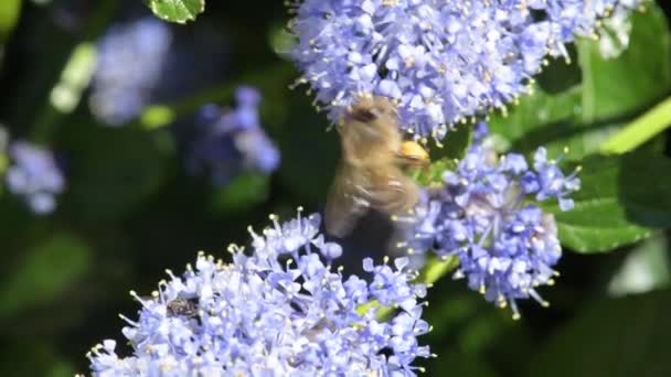 Bee Pollinerande Blå Blommor Trädgård — Stockvideo