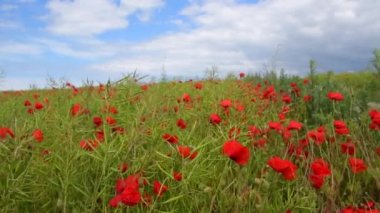Opal Coast, Fransa 'daki haşhaş tarlası