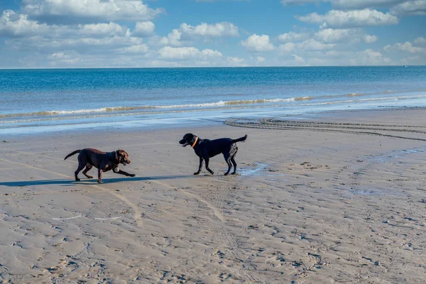 Dogs Playing Beach — Stock Photo, Image