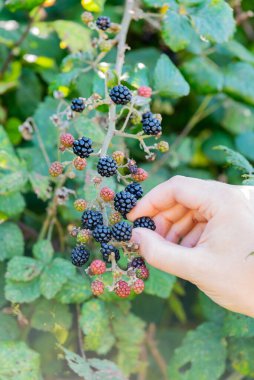 Vahşi doğada yabani böğürtlen topluyorum.