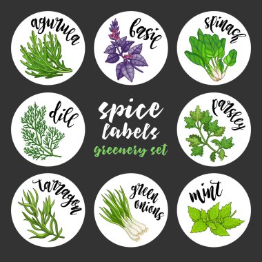 Baharat otlar etiketleri. Renkli vektör yeşil set