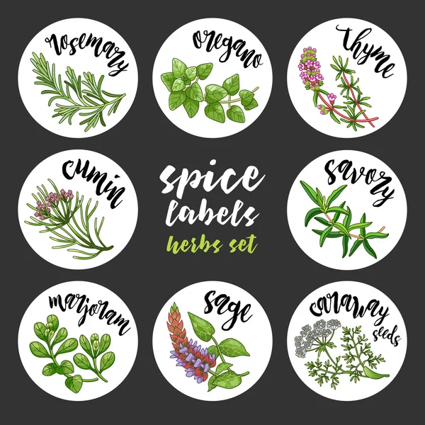 Étiquettes d'épices et d'herbes. Ensemble à base de plantes vectorielles colorées — Image vectorielle
