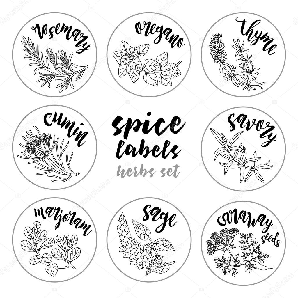 Spices and herbs labels. Contour vector herbal set