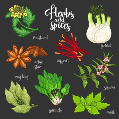Vektör kümesi baharat ve otlar. Üzerinde renkli koyu