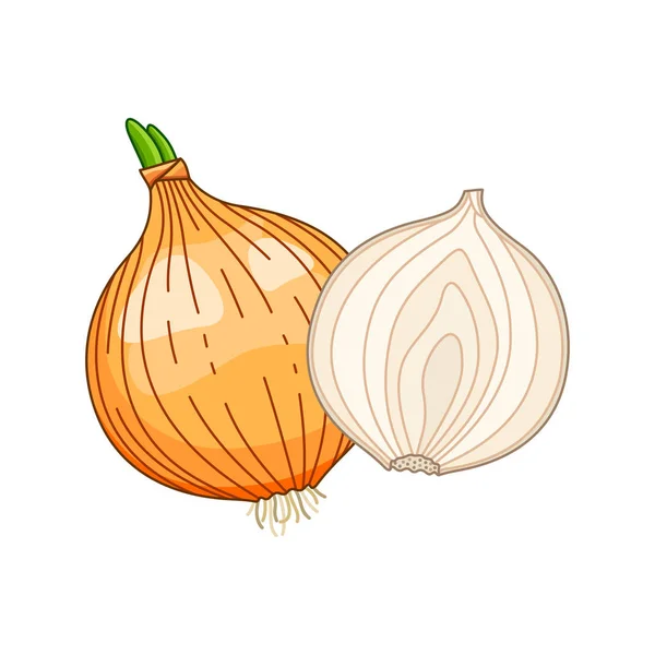 Onion vector coloreado ilustración botánica — Archivo Imágenes Vectoriales