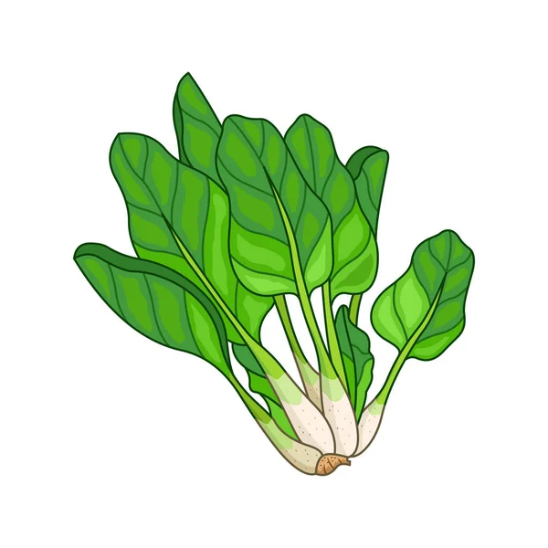 菠菜矢量彩色植物插图 — 图库矢量图片