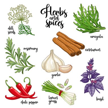 Vektör kümesi baharat ve otlar. Üzerinde renkli beyaz