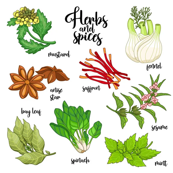 Vektör kümesi baharat ve otlar. Üzerinde renkli beyaz