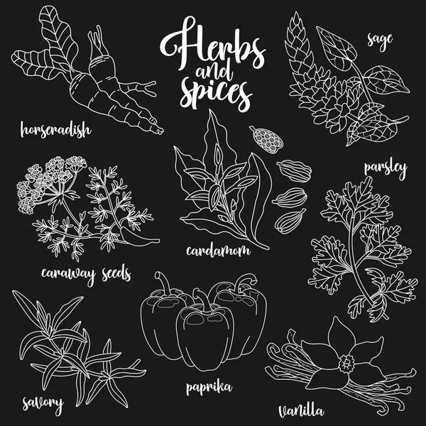 Spices and herbs vector set. Contour on dark — Stock Vector