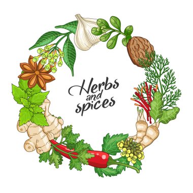 Vektör sıcak daire şablonuyla baharat ve otlar