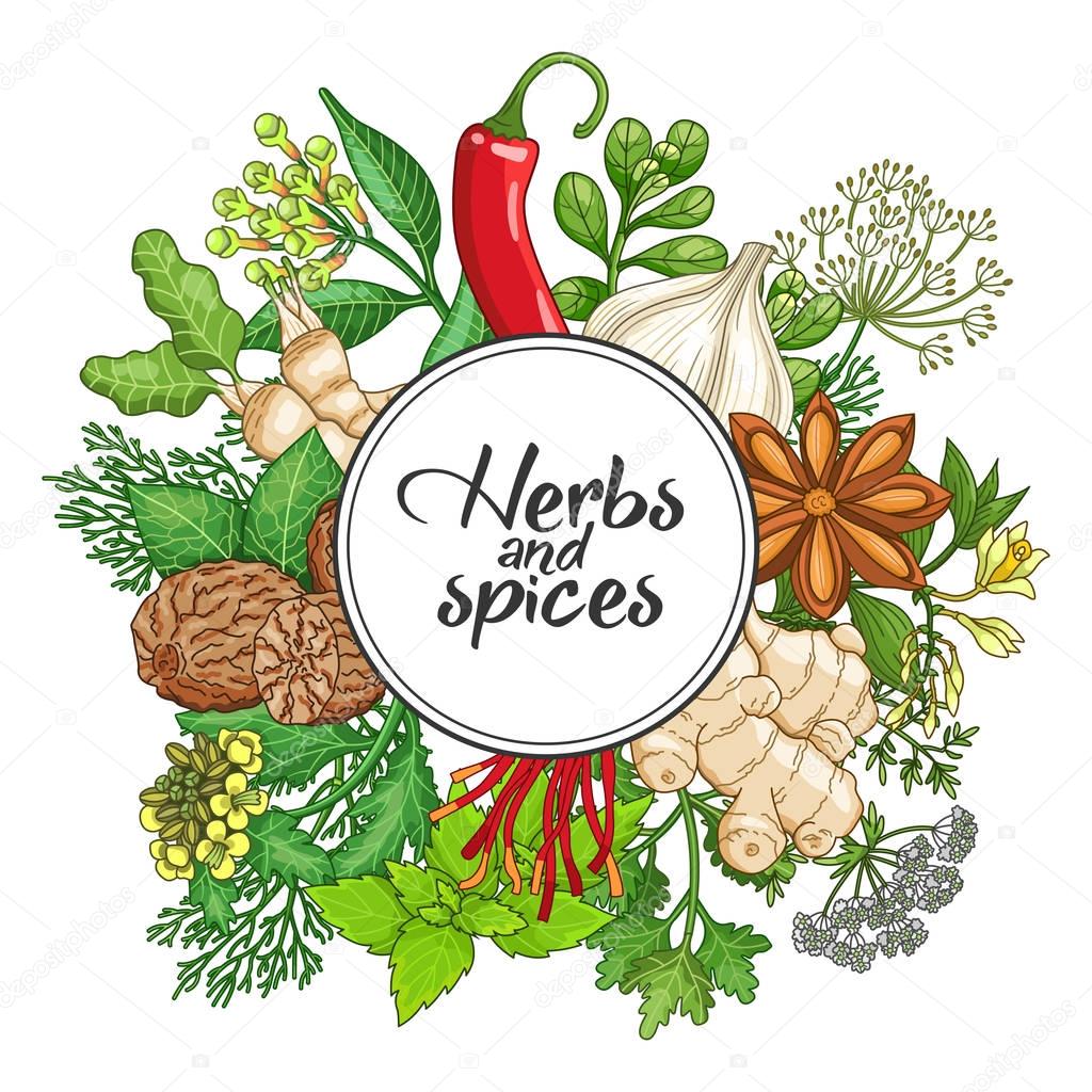 Vector hot round design with spices and herbs