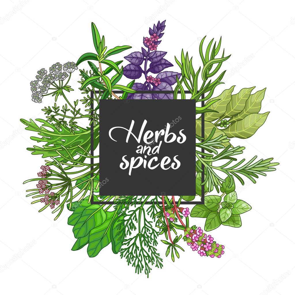 Vector green square design with spices and herbs