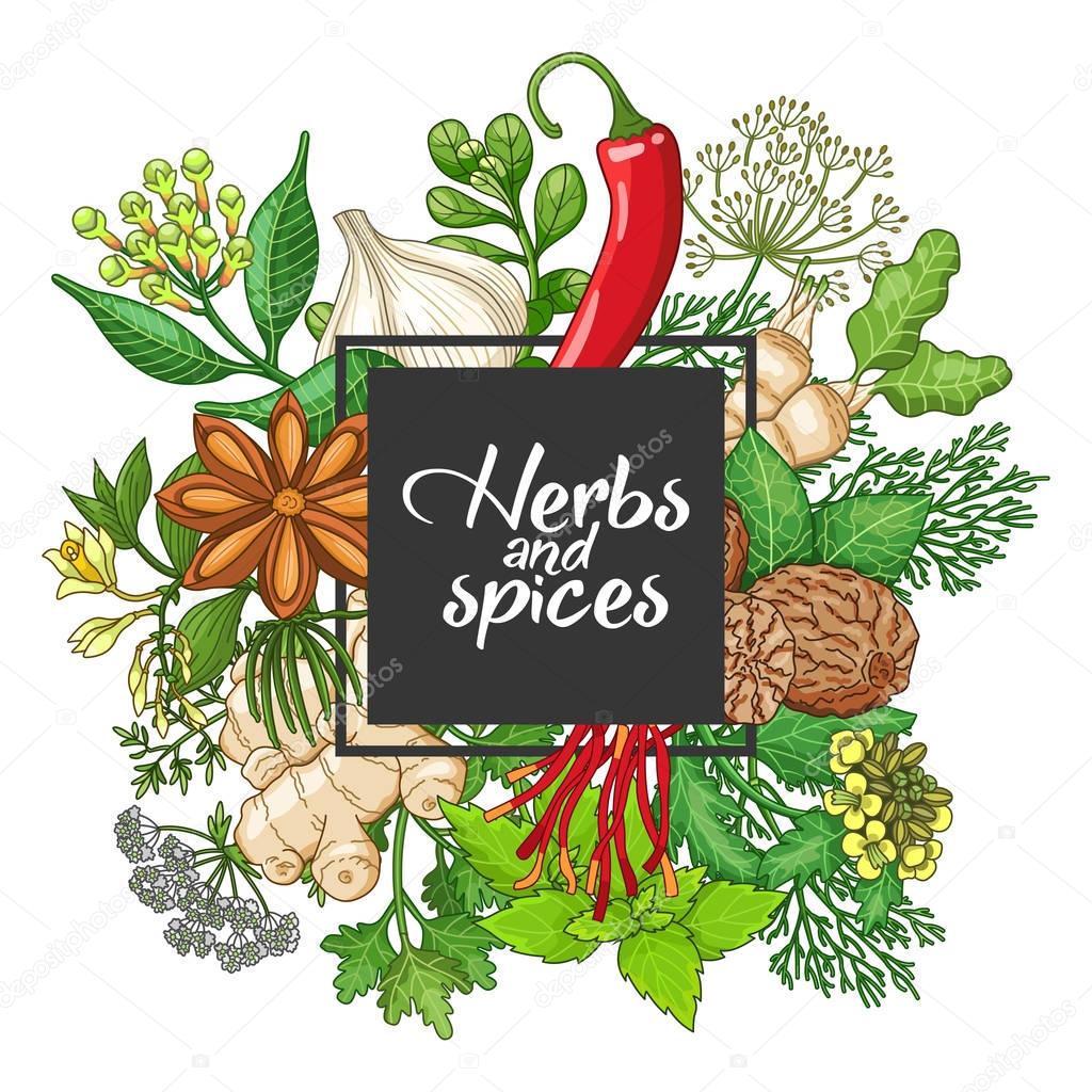 Vector hot square design with spices and herbs