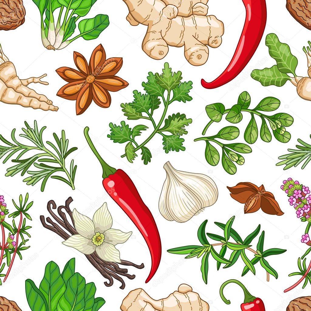 Vector hot pattern with herbs on white