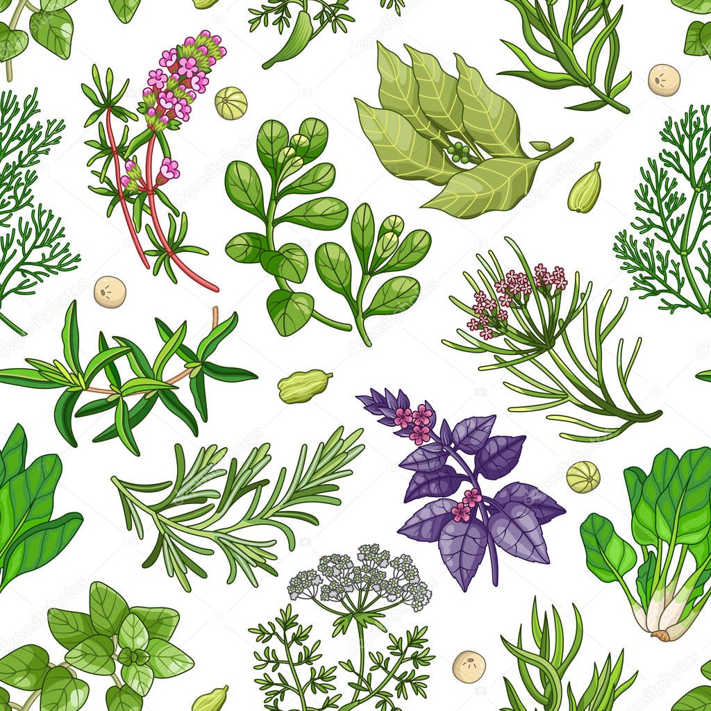 Vector green pattern with herbs on white