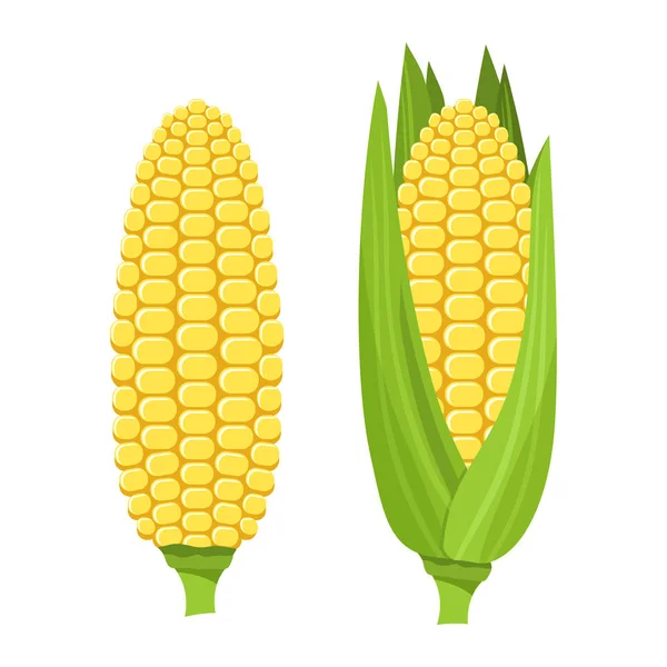 新鮮な熟したトウモロコシの穂軸。カラフルなベクトルの図 — ストックベクタ