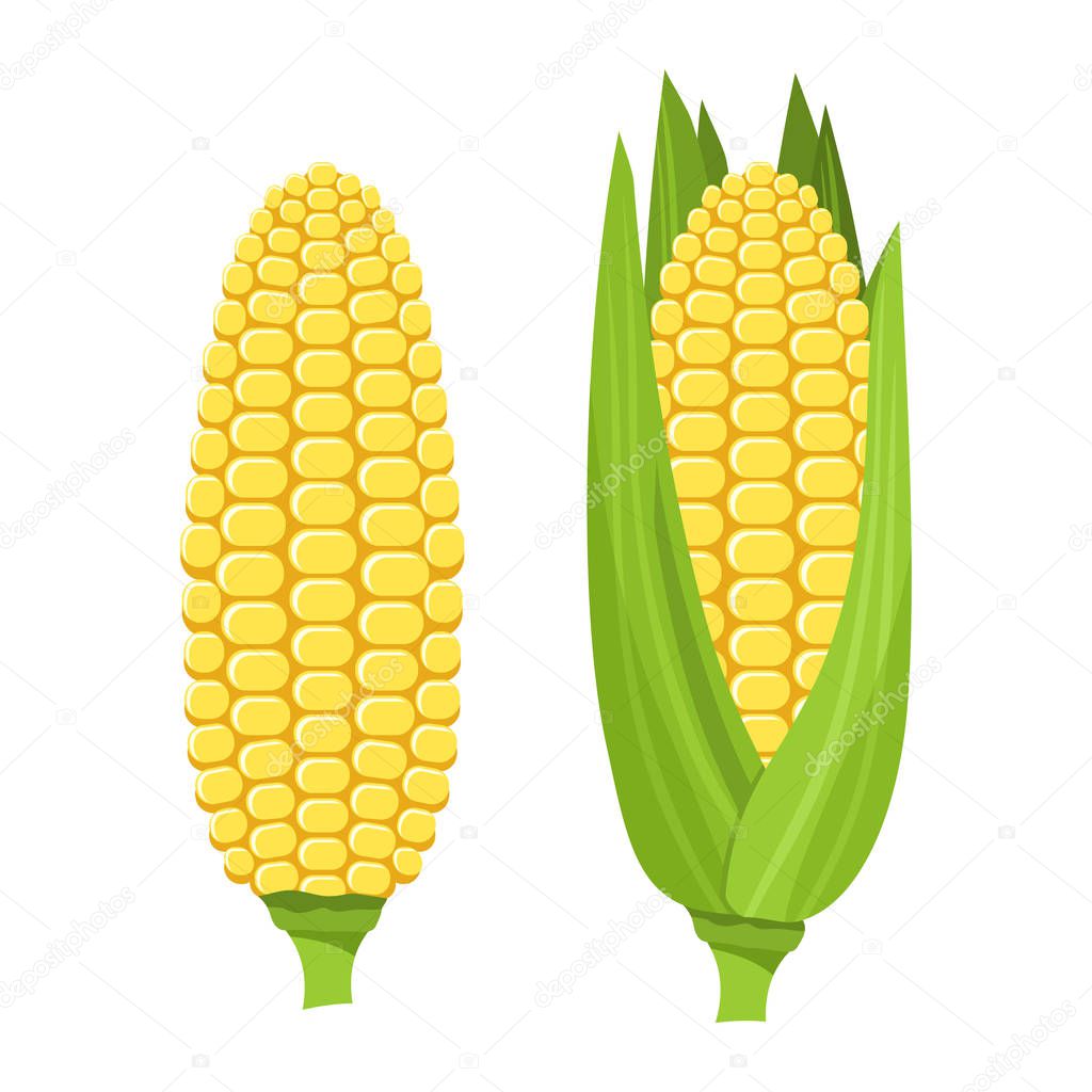 Fresh ripe corn cob. Colorful vector illustration