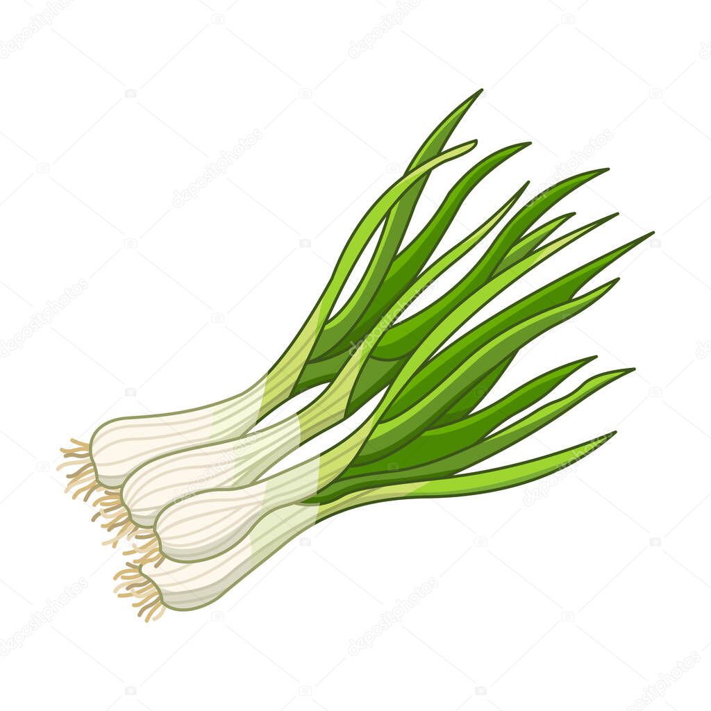 Green onion spice vector realistic colored botanical illustration