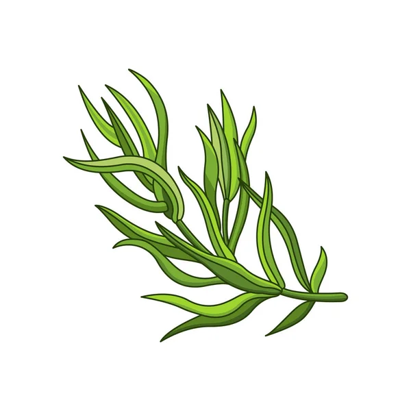 Tarragon spice vector realistic colored botanical illustration — Stock Vector