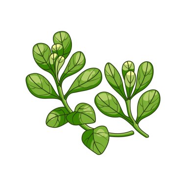 Marjoram baharat vektörü gerçekçi renkli botanik çizim