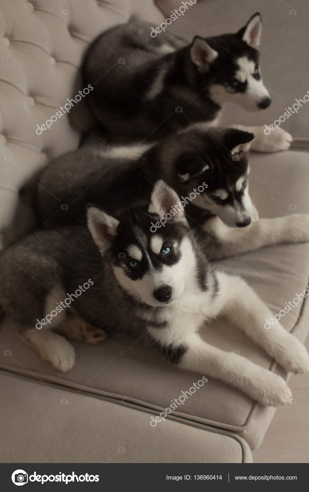 青い目をした美しいハスキー子犬 ストック写真 C Logdog7 青い目をした美しいハスキー子犬 ストック写真 C Logdog7