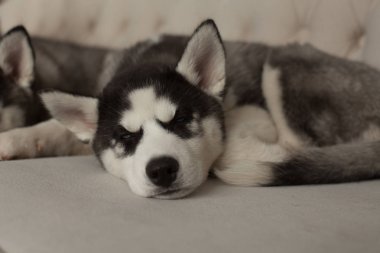 mavi gözlü güzel husky yavruları