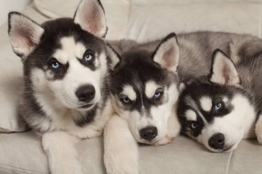 mavi gözlü güzel husky yavruları
