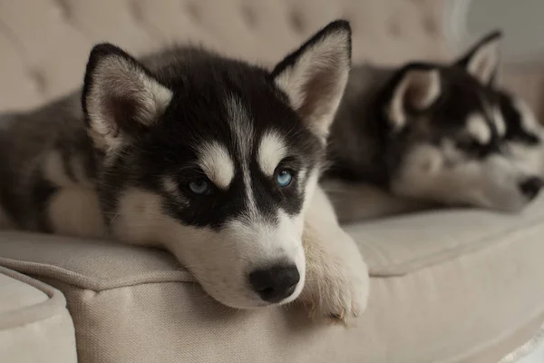 Blå eyed smukke husky hvalpe - Stock-foto