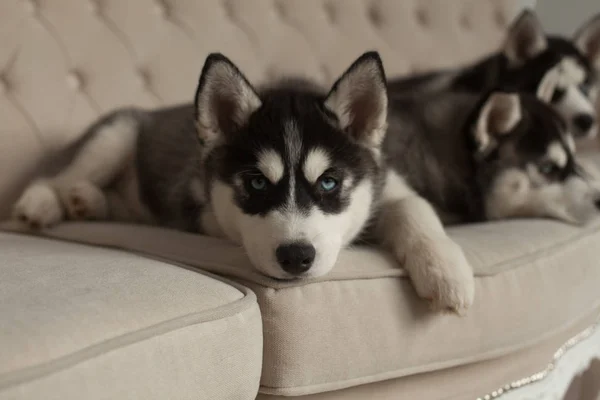 mavi gözlü güzel husky yavruları