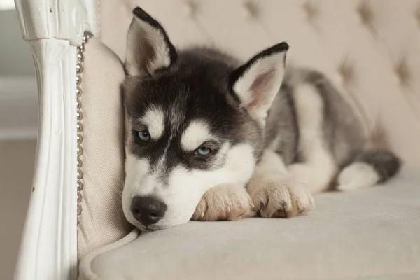 Blaue Augen schöne Husky Welpen — Stockfoto