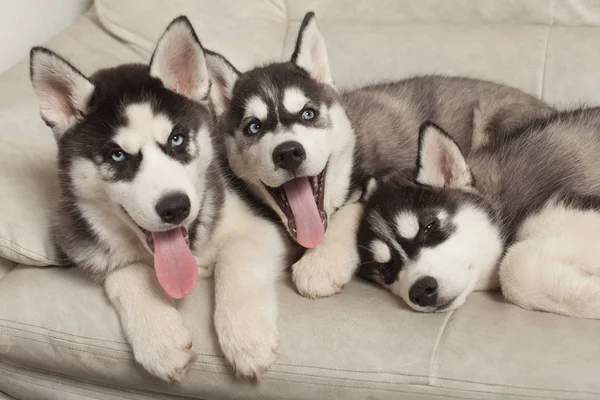 mavi gözlü güzel husky yavruları