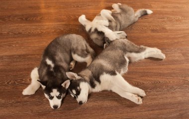 mavi gözlü güzel husky yavruları