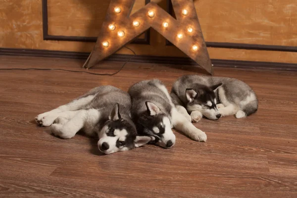 Blaue Augen schöne Husky Welpen — Stockfoto