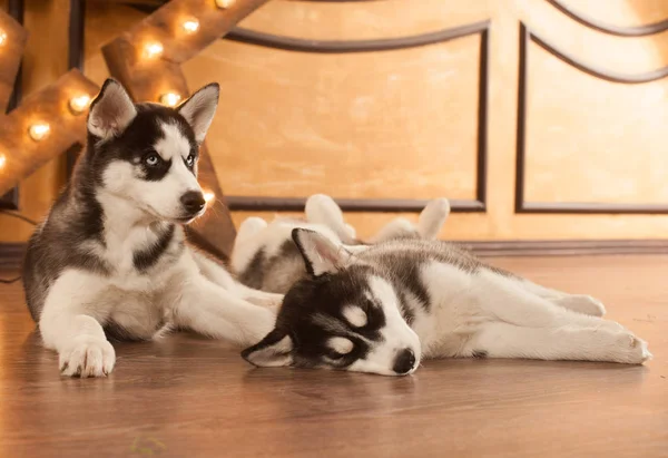 Blaue Augen schöne Husky Welpen — Stockfoto