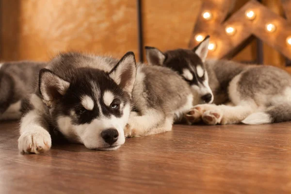 Blaue Augen schöne Husky Welpen — Stockfoto