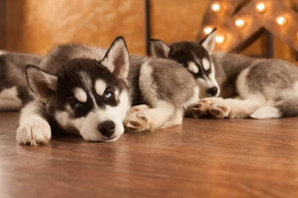 Blaue Augen schöne Husky Welpen — Stockfoto